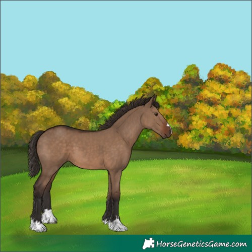 Horse Color:Liver Red Dun