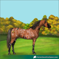 Horse Color:Powder White White Spotted Bay Ice Appaloosa and Void Painted White Spotted Bay Appaloosa