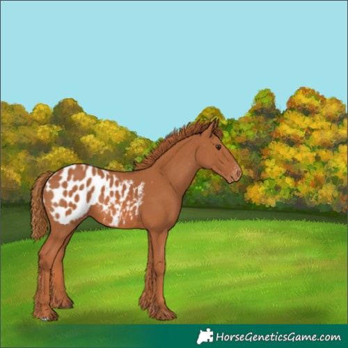 Horse Color:Chestnut Blanket
