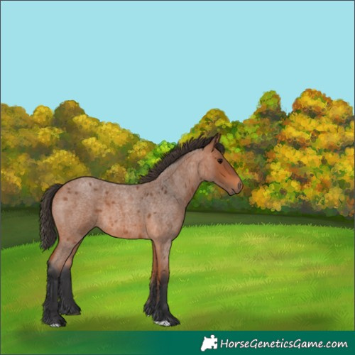 Horse Color:Bay Roan