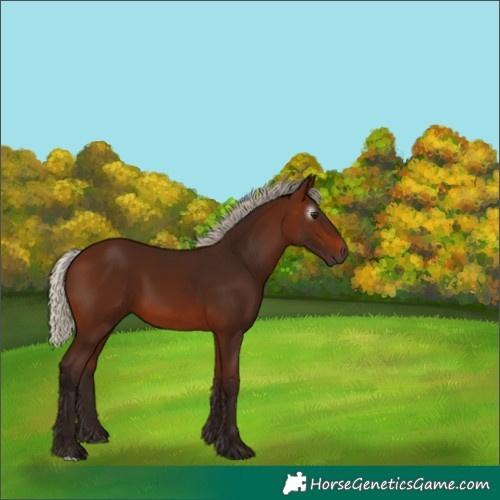 Horse Color:Gray Silver Bay