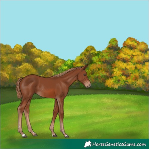 Horse Color:Chestnut Rabicano