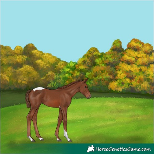Horse Color:Chestnut Tobiano