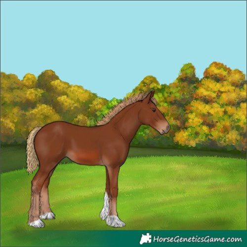 Horse Color:Chestnut Tobiano 