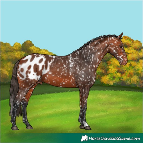 Horse Color:Bay Appaloosa  and Bay Appaloosa 