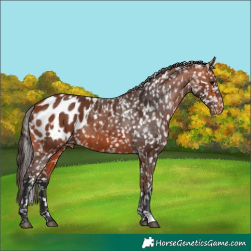 Horse Color:Bay Appaloosa and Bay Appaloosa