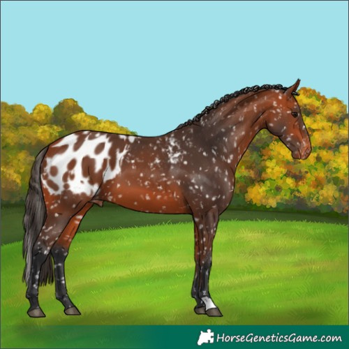 Horse Color:Bay Appaloosa and Bay Appaloosa