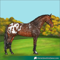 Horse Color:Bay Appaloosa  and Bay Appaloosa 