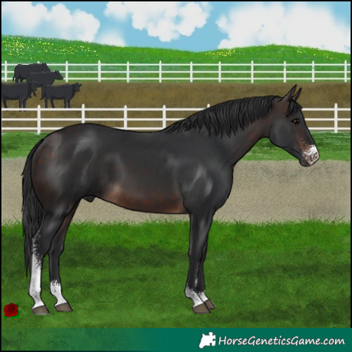 Horse Color:Brown Sabino