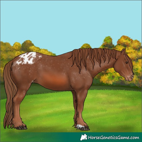 Horse Color:Chestnut Appaloosa 