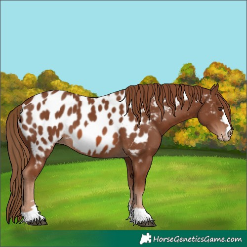 Horse Color:Chestnut Near Leopard