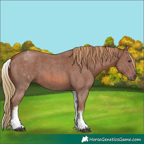 Horse Color:White Spotted Chestnut Sabino 