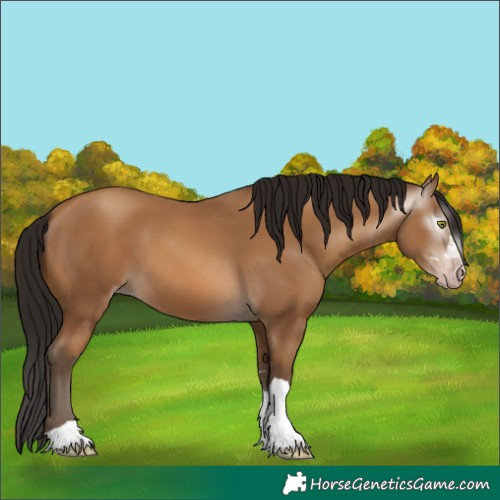Horse Color:Gray Amber Champagne 