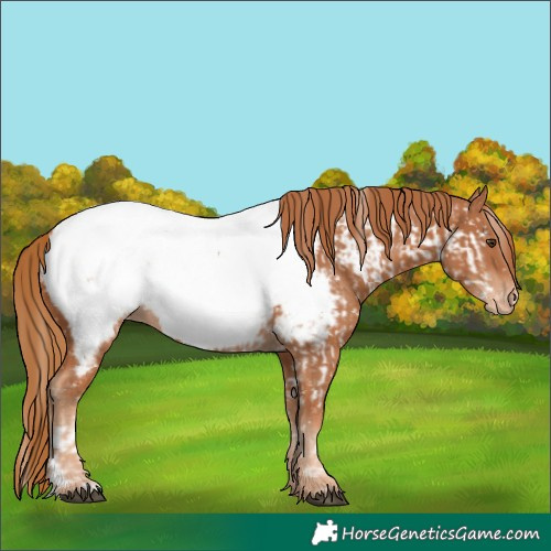 Horse Color:Chestnut Appaloosa and Chestnut Appaloosa