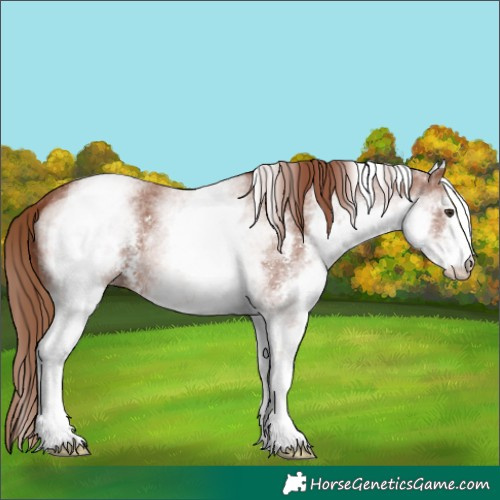 Horse Color:White Spotted Chestnut Sabino 