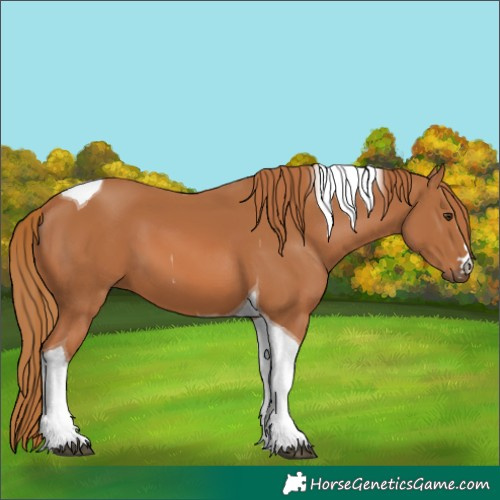 Horse Color:Chestnut Tobiano