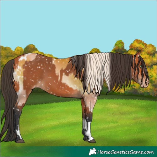 Horse Color:Silver Bay Pearl Onyx Appaloosa  and Bay Appaloosa 