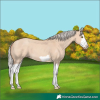 Horse Color:Silver Classic Champagne Dun Splash Frame 