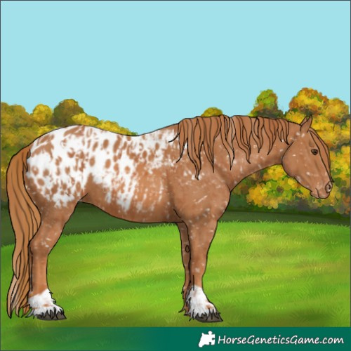Horse Color:Chestnut Appaloosa  and Chestnut Appaloosa 