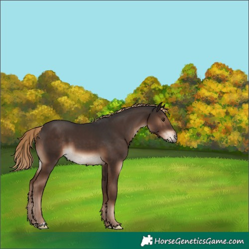 Horse Color:Liver Chestnut 
