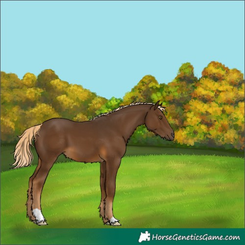 Horse Color:Chocolate Palomino 