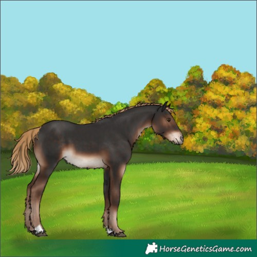 Horse Color:Liver Chestnut 