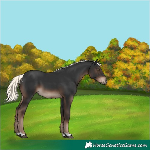 Horse Color:Liver Chestnut Mushroom 
