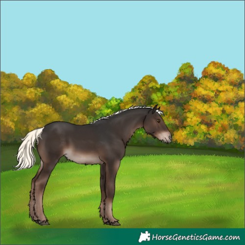 Horse Color:Liver Chestnut Mushroom 