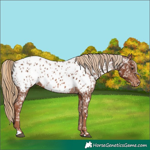 Horse Color:Chestnut Appaloosa and Chestnut Appaloosa