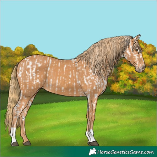 Horse Color:Chestnut Appaloosa and Chestnut