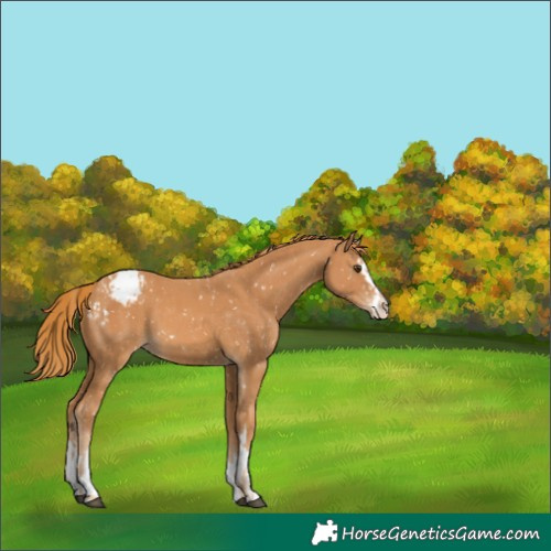 Horse Color:Chestnut Appaloosa  and Chestnut Appaloosa 