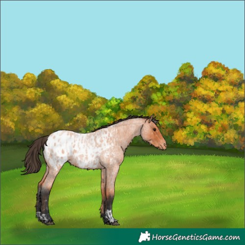 Horse Color:Bay Roan Appaloosa  and Bay Roan Appaloosa 