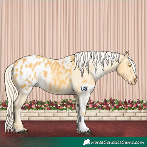 Horse Color:Palomino Appaloosa  and Palomino Appaloosa 