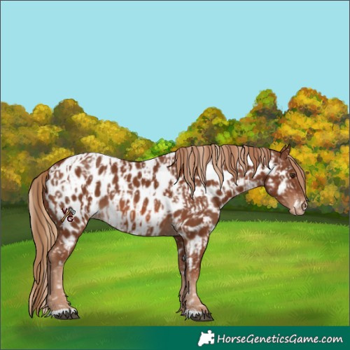 Horse Color:Chestnut Appaloosa  and Chestnut Appaloosa 