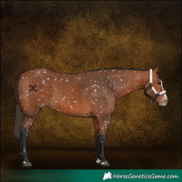 Horse Color:Bay Appaloosa and Bay Splash Appaloosa
