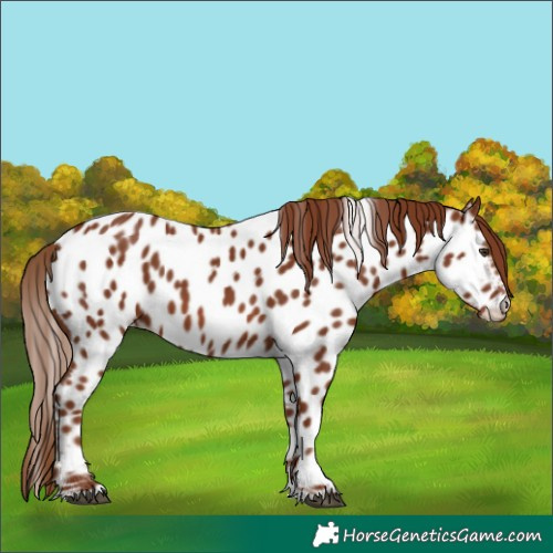 Horse Color:Chestnut Appaloosa 