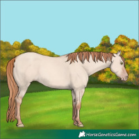 Horse Color:Gold Champagne Dun