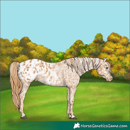 Horse Color:Chestnut Appaloosa  and Chestnut Appaloosa 