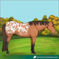 Horse Color:Bay Blanket
