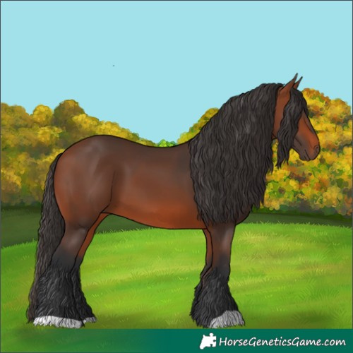 Horse Color:Bay 