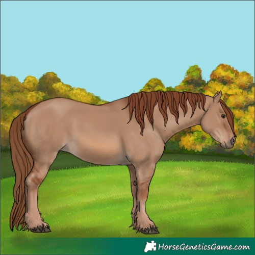 Horse Color:Red Dun 
