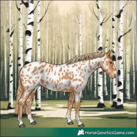 Horse Color:Chestnut Appaloosa