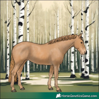 Horse Color:Chestnut Appaloosa 