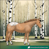 Horse Color:Chestnut Appaloosa