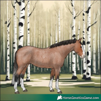 Horse Color:Bay Roan Splash 