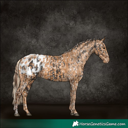 Horse Color:Liver Chestnut Appaloosa and Chestnut Appaloosa