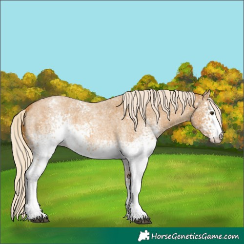 Horse Color:White Spotted Palomino Roan Appaloosa