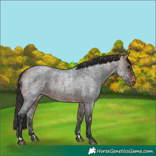 Horse Color:Brown Roan Appaloosa Rabicano 