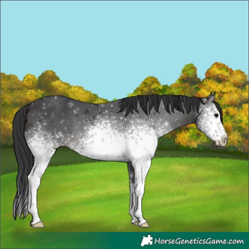 Horse Color:White Spotted Brown 