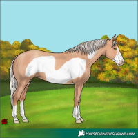 Horse Color:Silver Amber Champagne Frame 